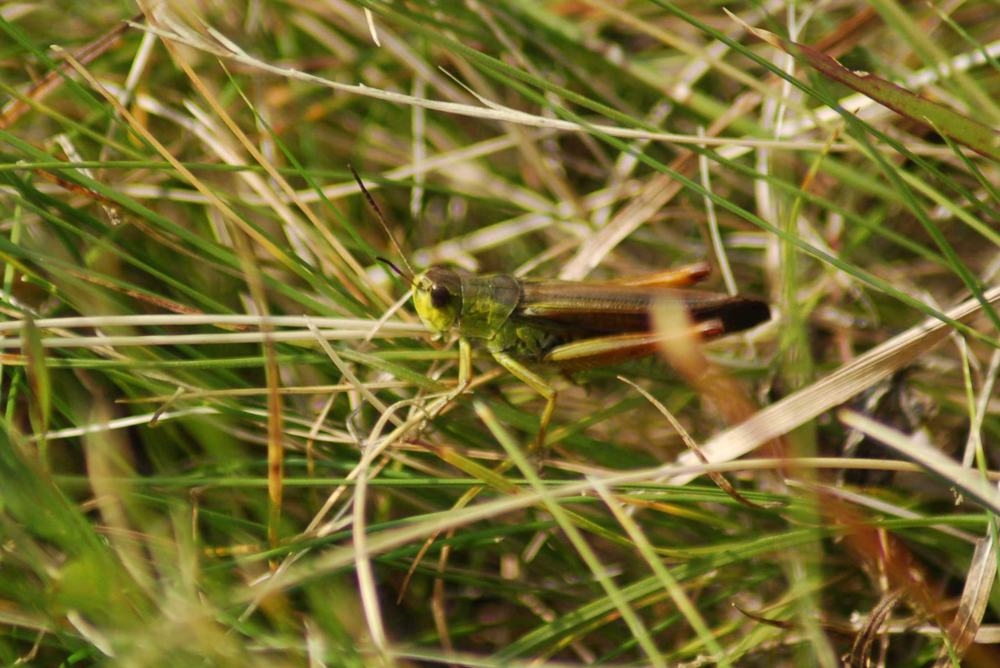 Cavallette del Bondone